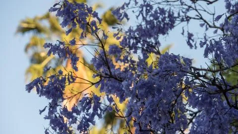 Jacaranda trees shot in 4k high resolution Foto stock