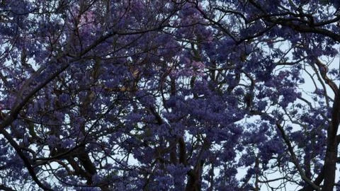 Jacaranda trees shot in 4k high resolution Stock Photos