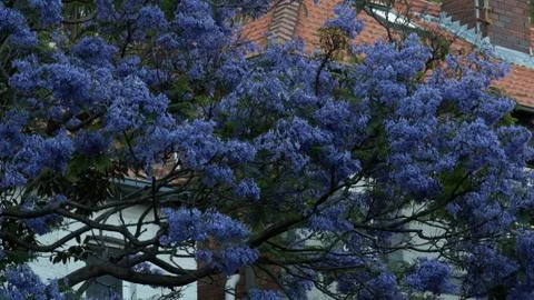 Jacaranda trees shot in 4k high resolution Foto stock
