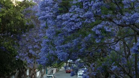 Jacaranda trees shot in 4k high resolution Stock-Fotos