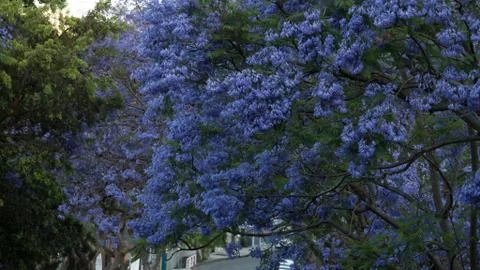 Jacaranda trees shot in 4k high resolution 库存照片