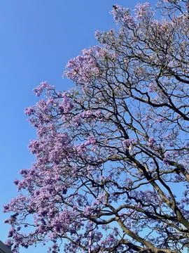 Jacarandas tree at the blue sky Stock Photos