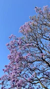 Jacarandas tree at the blue sky Foto stock