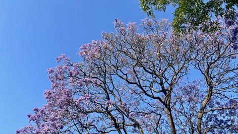 Jacarandas tree at the blue sky Foto stock