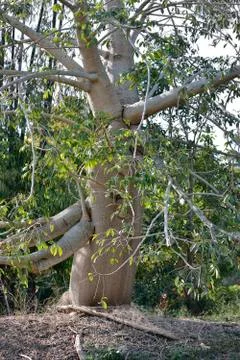 Jacaratia tree Stock Photos