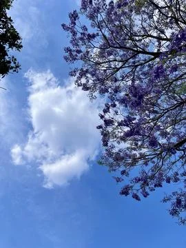 Jacardanas tree at the blue sky Stock Photos