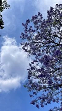 Jacardanas tree at the blue sky Stock Photos