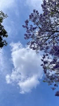 Jacardanas tree at the blue sky Stock-Fotos