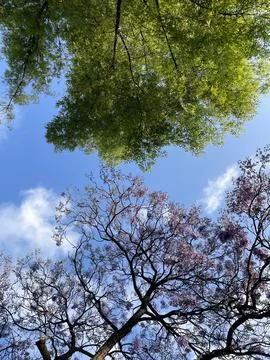Jacardanas tree at the blue sky 库存照片
