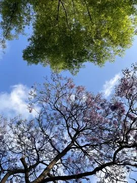 Jacardanas tree at the blue sky Stock Photos