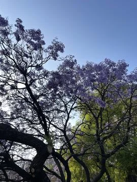 Jacardanas tree at the blue sky 库存照片