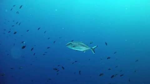 Fish In The Mediterranean Ocean - Stock Video