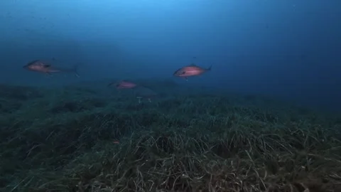 Jack fish in dark blue sea waters - Scuba diving in Majorca Stock Footage 344690150