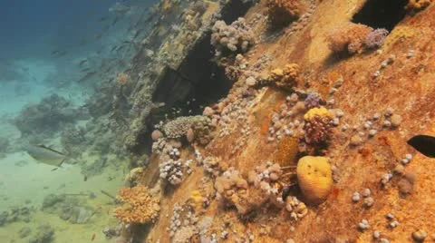 Jack fish hunting on small fish at the ship wreck Видео 22639641