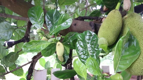 Jack fruit Stock Footage 56951827