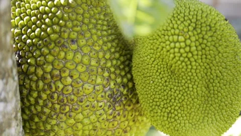 Jack Fruit Vídeos de archivo 271364380