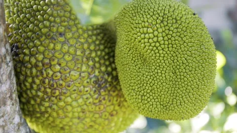 Jack Fruit Vídeos de archivo 271364403