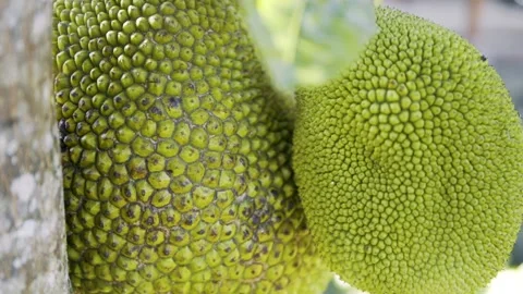 Jack Fruit Vídeos de archivo 271364417
