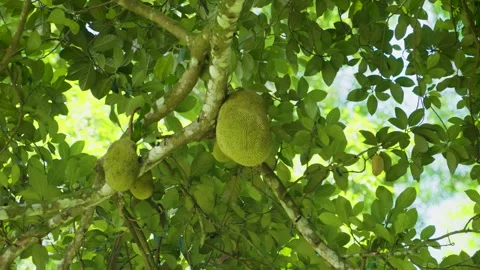 Jack fruit 動画素材 288236979
