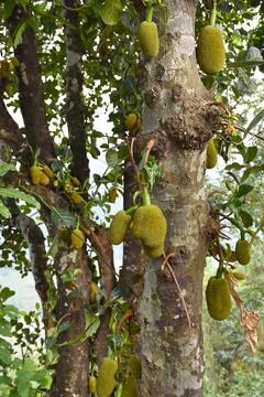 Jack-fruit hanging from its tree . Stock Photos
