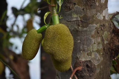 Jack-fruit hanging from its tree . Stock Photos