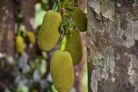Jack-fruit hanging from its tree . Foto stock