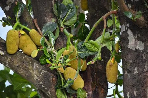 Jack-fruit hanging from its tree . Stock-Fotos