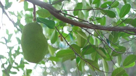 Jack fruit iso Video stock 50519949
