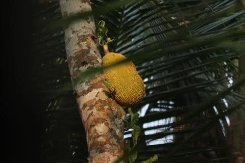 A jack fruit on a jack fruit tree Stock Photos