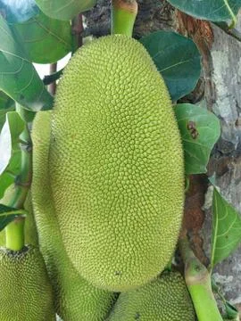 Jack Fruit on Jack tree Foto stock