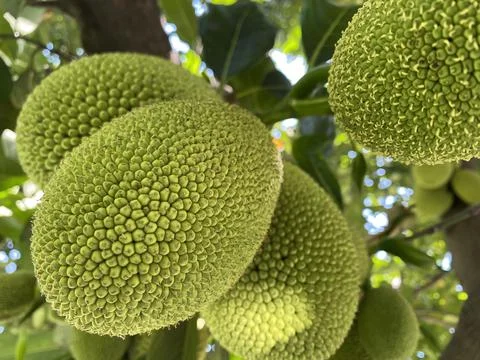 Jack fruit, the largest fruit in the world. Delicious green fruit Stock Photos