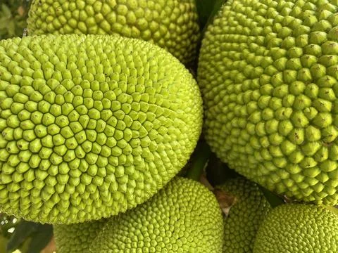 Jack fruit, the largest fruit in the world. Delicious green fruit Stock Photos