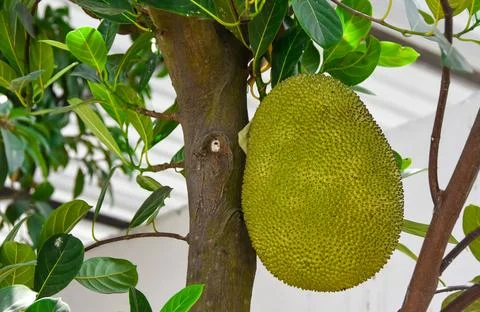Jack fruit, The largest tree fruit in the world Stock Photos
