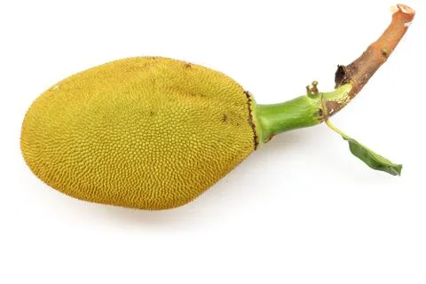 Jack fruit with leaf isolated on white background Stock Photos