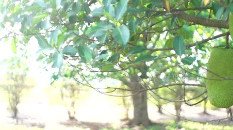 Jack fruit pan Video stock 50519958