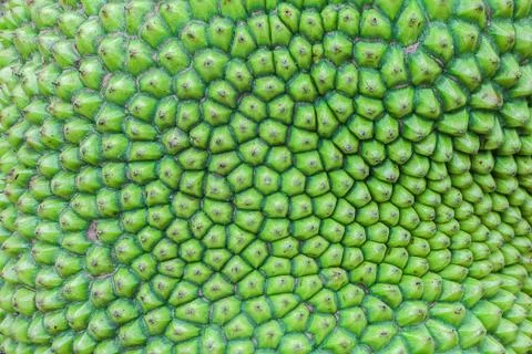 Jack fruit peel Stock Photos