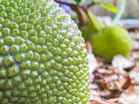 Jack fruit peel Foto stock