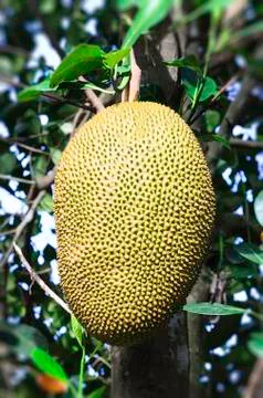 Jack fruit Foto stock