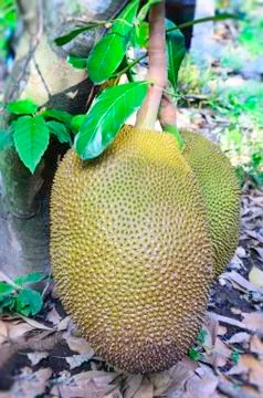 Jack fruit Stock Photos