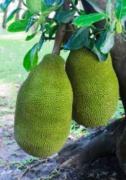 Jack fruit Stock Photos