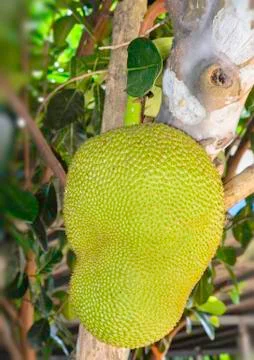 Jack fruit Stock Photos