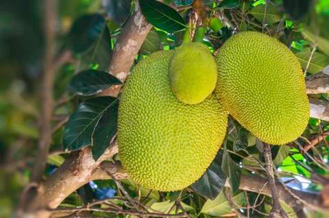 Jack fruit Stock Photos