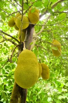 Jack fruit Foto stock