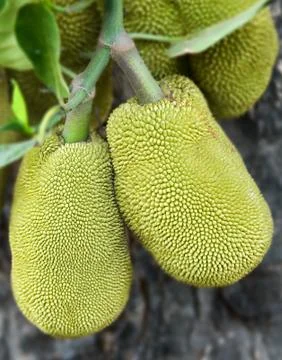 Jack fruit Stock Photos
