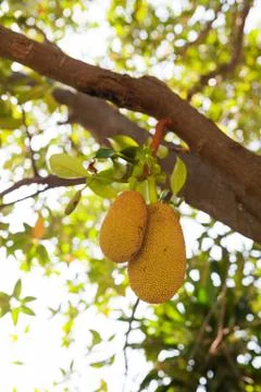 Jack fruit Stock Photos