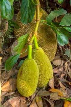 Jack fruit Stock Photos