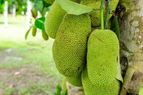 Jack Fruit Stock Photos