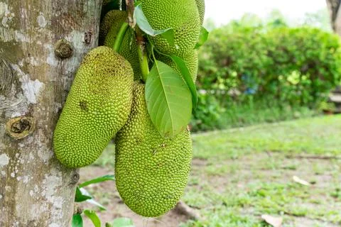 Jack Fruit Foto stock