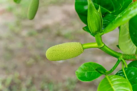 Jack Fruit Stock Photos