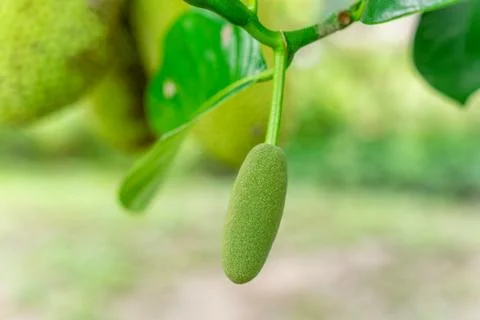 Jack Fruit Stock Photos